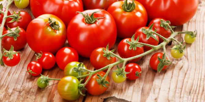Tanaman tomat