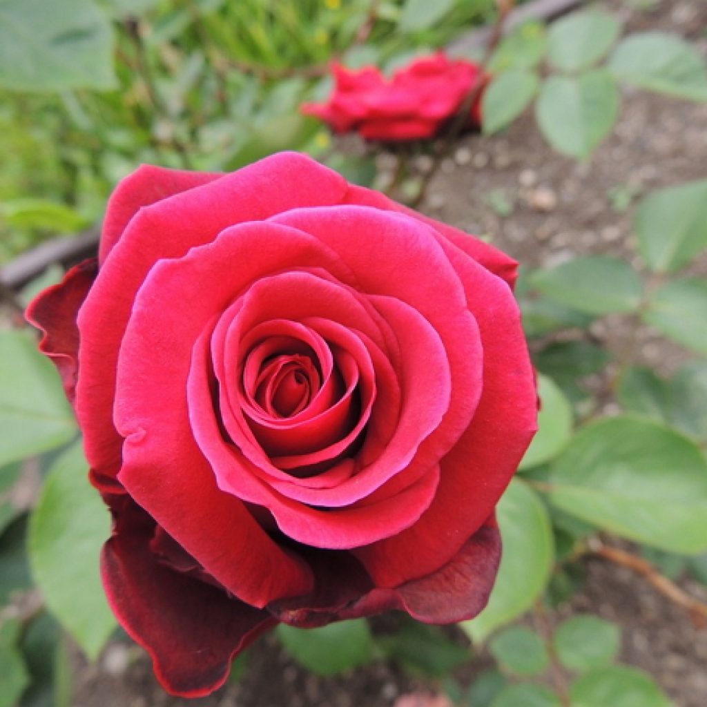 Filosofi bunga mawar merah
